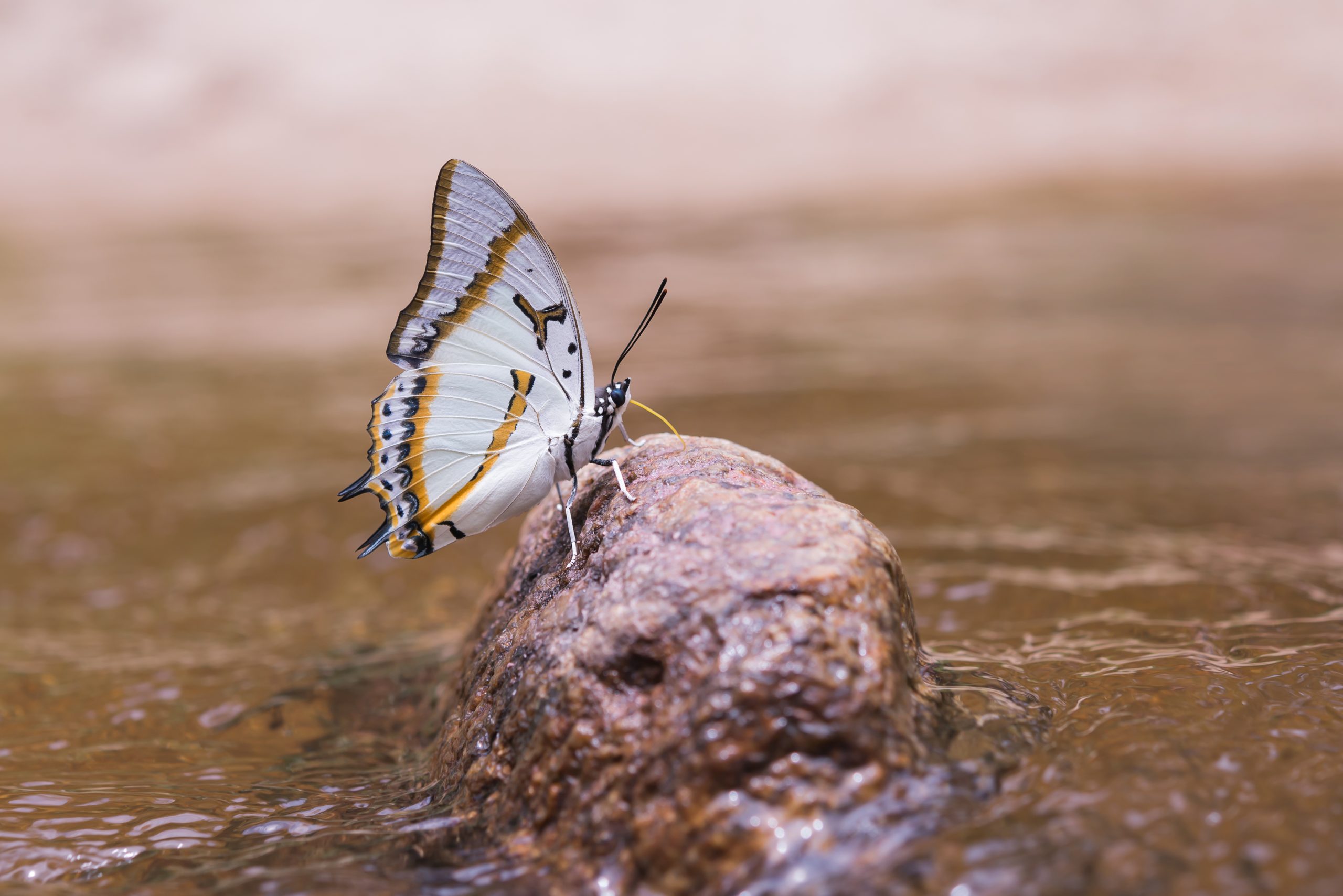 butterfly on a rock